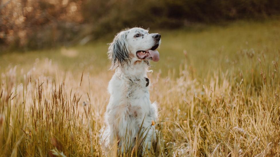 contact dermatitis in dogs; a dog sits in a field with high grass and plants, which may cause contact dermatitis.
